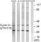 Cyclin H antibody, abx012480, Abbexa, Western Blot image 