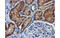 Decaprenyl Diphosphate Synthase Subunit 2 antibody, MBS832840, MyBioSource, Immunohistochemistry frozen image 
