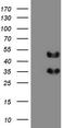 FosB Proto-Oncogene, AP-1 Transcription Factor Subunit antibody, TA804226, Origene, Western Blot image 