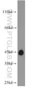 Growth Associated Protein 43 antibody, 16971-1-AP, Proteintech Group, Western Blot image 
