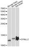 Dynein light chain 2, cytoplasmic antibody, LS-C748909, Lifespan Biosciences, Western Blot image 