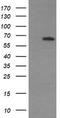 Mitogen-Activated Protein Kinase 4 antibody, CF505872, Origene, Western Blot image 