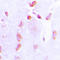 BCL2 antibody, LS-C351903, Lifespan Biosciences, Immunohistochemistry frozen image 