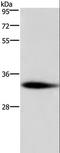 2-Aminoethanethiol Dioxygenase antibody, LS-C402098, Lifespan Biosciences, Western Blot image 