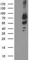 Katanin p80 WD40-containing subunit B1 antibody, TA503780, Origene, Western Blot image 