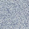 Apolipoprotein A4 antibody, AMAb90768, Atlas Antibodies, Immunohistochemistry frozen image 