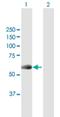 NIMA Related Kinase 10 antibody, H00152110-B01P, Novus Biologicals, Western Blot image 