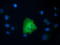 Von Willebrand Factor A Domain Containing 5A antibody, LS-C115543, Lifespan Biosciences, Immunofluorescence image 