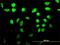 A-Kinase Anchoring Protein 17A antibody, H00008227-M02, Novus Biologicals, Immunocytochemistry image 