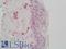 Reelin antibody, LS-B12990, Lifespan Biosciences, Immunohistochemistry paraffin image 