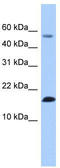 Lysozyme-like protein 6 antibody, TA335498, Origene, Western Blot image 