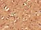 Myosin VIIA And Rab Interacting Protein antibody, LS-C678739, Lifespan Biosciences, Immunohistochemistry paraffin image 