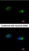 Homer 1b c antibody, orb74215, Biorbyt, Immunofluorescence image 