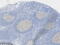 BCL6 Transcription Repressor antibody, CF813918, Origene, Immunohistochemistry frozen image 