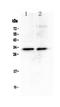 hMed6 antibody, A09224, Boster Biological Technology, Western Blot image 