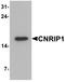 Cannabinoid Receptor Interacting Protein 1 antibody, A11640, Boster Biological Technology, Western Blot image 
