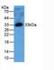 Mannose Binding Lectin 2 antibody, LS-C295289, Lifespan Biosciences, Western Blot image 