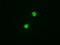 E3 ubiquitin-protein ligase TRIM33 antibody, TA500119, Origene, Immunofluorescence image 