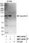 Importin 4 antibody, NBP1-46165, Novus Biologicals, Immunoprecipitation image 