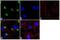Alpha-1-antitrypsin antibody, 711079, Invitrogen Antibodies, Immunofluorescence image 
