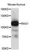 Recombination Activating 1 antibody, LS-C747737, Lifespan Biosciences, Western Blot image 