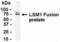 U6 snRNA-associated Sm-like protein LSm1 antibody, XW-7955, ProSci, Western Blot image 