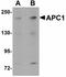 Anaphase Promoting Complex Subunit 1 antibody, orb95539, Biorbyt, Western Blot image 