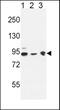 DnaJ Heat Shock Protein Family (Hsp40) Member C6 antibody, PA5-26981, Invitrogen Antibodies, Western Blot image 