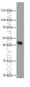Apolipoprotein A4 antibody, 66252-1-Ig, Proteintech Group, Western Blot image 