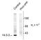 Tyrosine 3-Monooxygenase/Tryptophan 5-Monooxygenase Activation Protein Beta antibody, TA309072, Origene, Western Blot image 