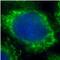 Dickkopf WNT Signaling Pathway Inhibitor 1 antibody, FNab02401, FineTest, Immunofluorescence image 