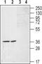 Sphingosine 1-phosphate receptor 1 antibody, TA328613, Origene, Western Blot image 
