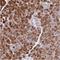Proline And Serine Rich 3 antibody, NBP2-30902, Novus Biologicals, Immunohistochemistry frozen image 