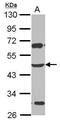 Zinc finger and SCAN domain-containing protein 4 antibody, PA5-32106, Invitrogen Antibodies, Western Blot image 