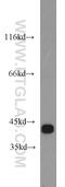 Glutamic-Oxaloacetic Transaminase 2 antibody, 14800-1-AP, Proteintech Group, Western Blot image 