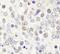 Histone Deacetylase 7 antibody, IHC-00283, Bethyl Labs, Immunohistochemistry paraffin image 