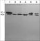 Actin Related Protein 2/3 Complex Subunit 1B antibody, AP4321, ECM Biosciences, Western Blot image 