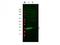 Myosin RLC antibody, TA319521, Origene, Western Blot image 