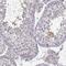 Spermatogenesis-associated protein 32 antibody, PA5-55104, Invitrogen Antibodies, Immunohistochemistry frozen image 