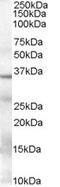 Phosphoenolpyruvate Carboxykinase 1 antibody, orb19167, Biorbyt, Western Blot image 