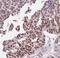 Ataxin-10 antibody, FNab00740, FineTest, Immunohistochemistry paraffin image 