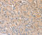 Serine/Threonine Kinase 16 antibody, MBS2522708, MyBioSource, Immunohistochemistry frozen image 