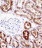 Na(+)/H(+) exchange regulatory cofactor NHE-RF3 antibody, abx028358, Abbexa, Immunohistochemistry frozen image 