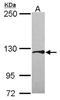Syntaxin-binding protein 5 antibody, NBP2-20683, Novus Biologicals, Western Blot image 
