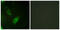 Aconitase 1 antibody, LS-C117970, Lifespan Biosciences, Immunofluorescence image 