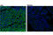 EGFR antibody, 71655S, Cell Signaling Technology, Flow Cytometry image 