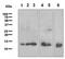 Galectin 1 antibody, ab108389, Abcam, Western Blot image 