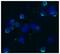 Selectin L antibody, GTX23920, GeneTex, Immunocytochemistry image 