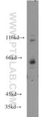 Transcription Factor 7 Like 1 antibody, 14519-1-AP, Proteintech Group, Western Blot image 