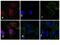 Rabbit IgG antibody, A-10931, Invitrogen Antibodies, Immunofluorescence image 